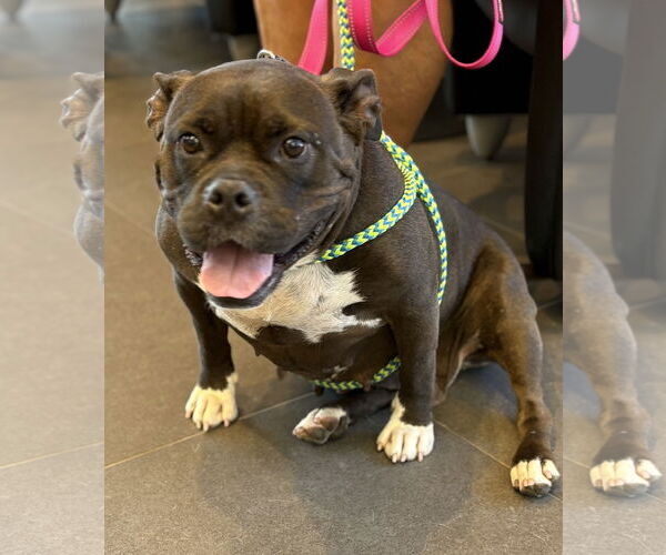 Medium Photo #4 Bulldog-Unknown Mix Puppy For Sale in Spring Lake, NJ, USA