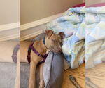Small Photo #23 Mutt Puppy For Sale in Philadelphia, PA, USA