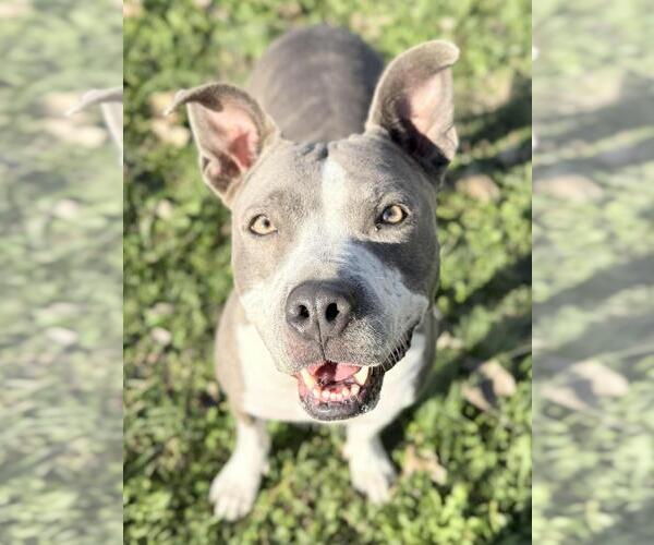 Medium Photo #6 Mutt Puppy For Sale in DuQuoin, IL, USA