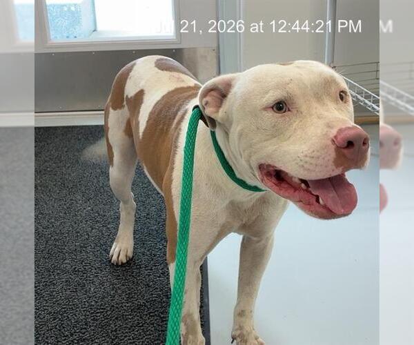 Medium Photo #1 American Pit Bull Terrier Puppy For Sale in Ocala, FL, USA