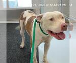 Small American Pit Bull Terrier