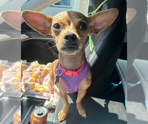 Chihuahua Dogs for adoption in San Diego, CA, USA