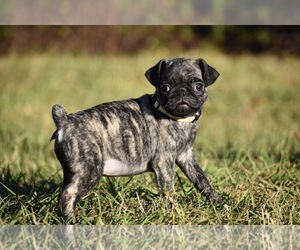 Pug Puppy for sale in PALM COAST, FL, USA