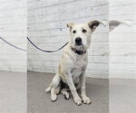 Small German Shepherd Dog Mix