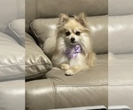 Small Photo #1 Pomeranian Puppy For Sale in PORTLAND, ME, USA
