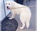 Small Photo #1 Great Pyrenees Puppy For Sale in PEYTON, CO, USA