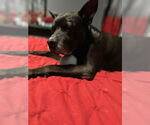 Small #6 American Pit Bull Terrier Mix