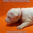 Small Photo #48 Dogo Argentino Puppy For Sale in JANE, MO, USA