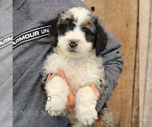 Medium Photo #2 Bernedoodle (Miniature) Puppy For Sale in NARVON, PA, USA