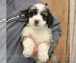 Small #1 Bernedoodle (Miniature)