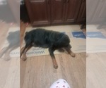 Small Photo #1 Rottweiler Puppy For Sale in STOKESDALE, NC, USA