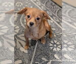 Small #3 Chihuahua Mix