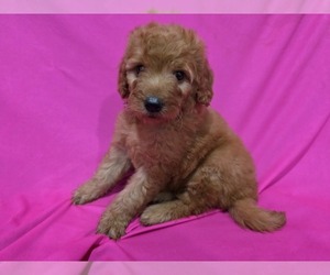 Goldendoodle Puppy for Sale in DUBLIN, Texas USA
