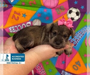 Schnauzer (Miniature) Puppy for sale in WINNSBORO, LA, USA