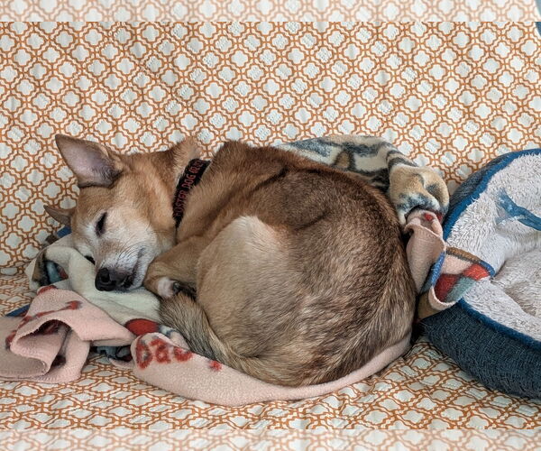 Medium Photo #7 Chihuahua-Unknown Mix Puppy For Sale in Farmington, MN, USA