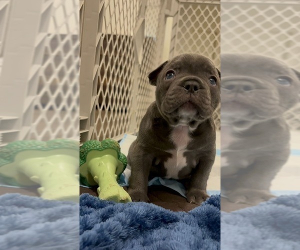 Medium Photo #3 French Bulldog Puppy For Sale in MISSION, TX, USA