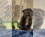 Small #2 French Bulldog