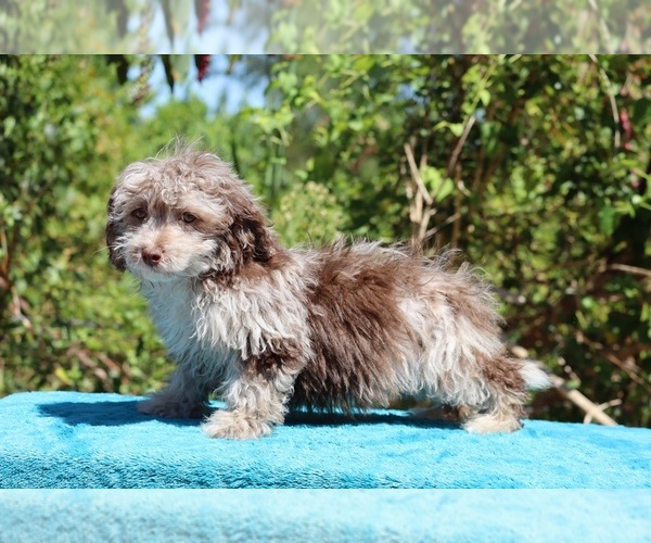 Medium Photo #5 ShihPoo Puppy For Sale in DYERSBURG, TN, USA