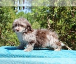 Small #4 ShihPoo