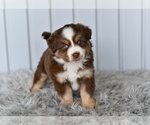 Small #3 Miniature Australian Shepherd