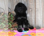 Small Photo #13 Australian Labradoodle Puppy For Sale in ASPERMONT, TX, USA