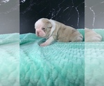 Small #7 Boston Terrier