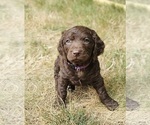 Puppy Madison Boykin Spaniel