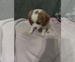 Puppy Bella Cavalier King Charles Spaniel