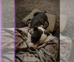 Small #1 American Pit Bull Terrier Mix