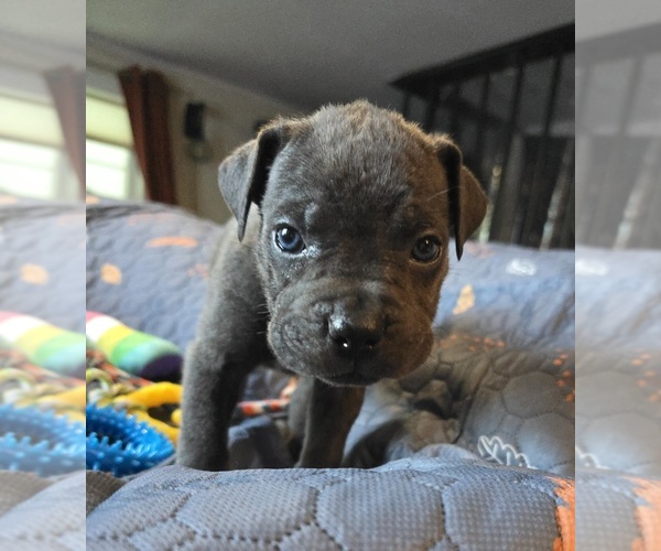 Medium Photo #1 Cane Corso Puppy For Sale in HENRY, VA, USA