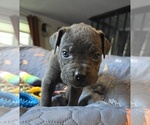 Puppy Yellow Collar Cane Corso