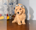 Small #15 Goldendoodle mix (+ Poodle Miniature)