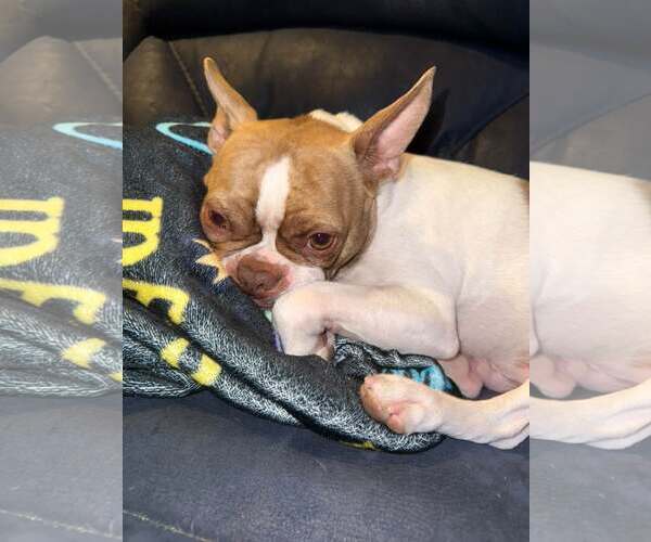 Medium Photo #3 Boston Terrier Puppy For Sale in Little Elm, TX, USA