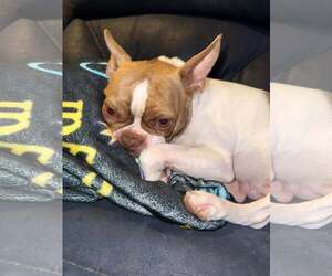 Toby - Male Boston Terrier Dog for Adoption - Photo #3