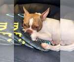 Small Photo #3 Boston Terrier Puppy For Sale in Little Elm, TX, USA