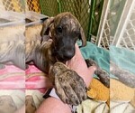 Small Photo #20 Great Dane Puppy For Sale in BURLESON, TX, USA