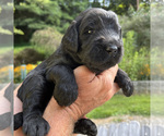 Small Photo #14 Goldendoodle Puppy For Sale in FERGUSON, NC, USA