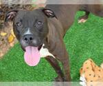 CHOP - Male Labrador Retriever-Unknown Mix Dog for Adoption - Small photo