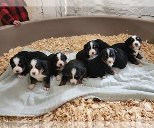 Bernese Mountain Dog Puppy for Sale in GREENWOOD, Wisconsin USA