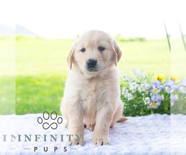 Medium Photo #4 Golden Retriever Puppy For Sale in NEWPORT, PA, USA