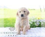 Small #3 Golden Retriever
