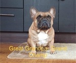 Small Photo #4 French Bulldog Puppy For Sale in VANCOUVER, WA, USA