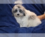 Small #15 ShihPoo