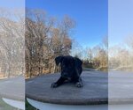 Small #6 Huskies -Labrador Retriever Mix