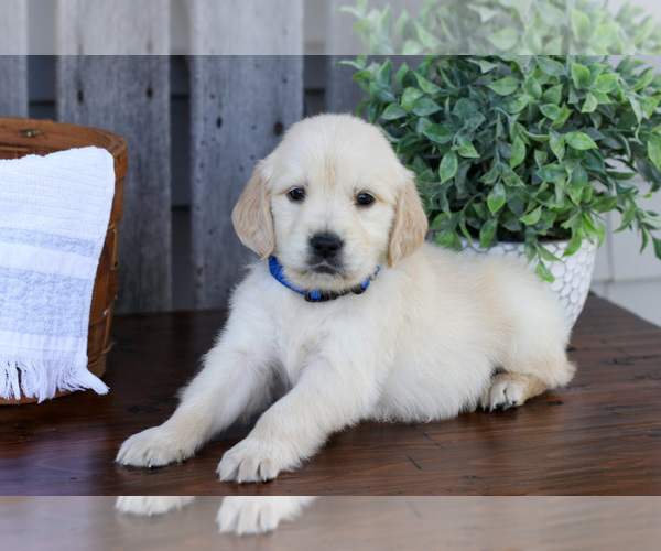 Medium Photo #1 English Cream Golden Retriever Puppy For Sale in NAPPANEE, IN, USA