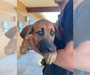 Boxer-Coonhound Mix Dogs for adoption in Bolivar, MO, USA