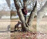 Small Photo #9 American Bully Puppy For Sale in WEST YORK, PA, USA