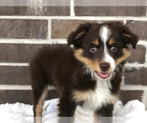 Miniature Australian Shepherd Puppy for sale in COLLEGE STA, TX, USA