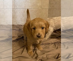Goldendoodle (Miniature) Puppy for sale in SAVANNAH, TN, USA