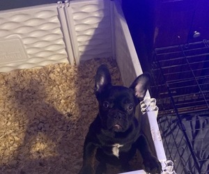 French Bulldog Puppy for Sale in KINGSTON, New York USA